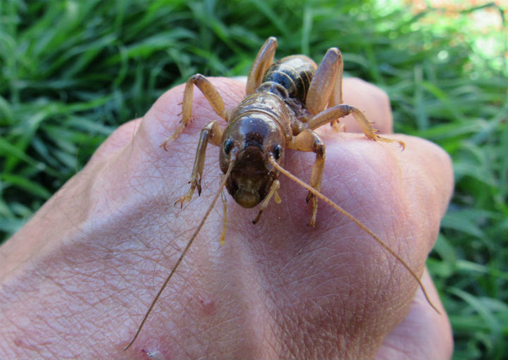 Jerusalem Cricket